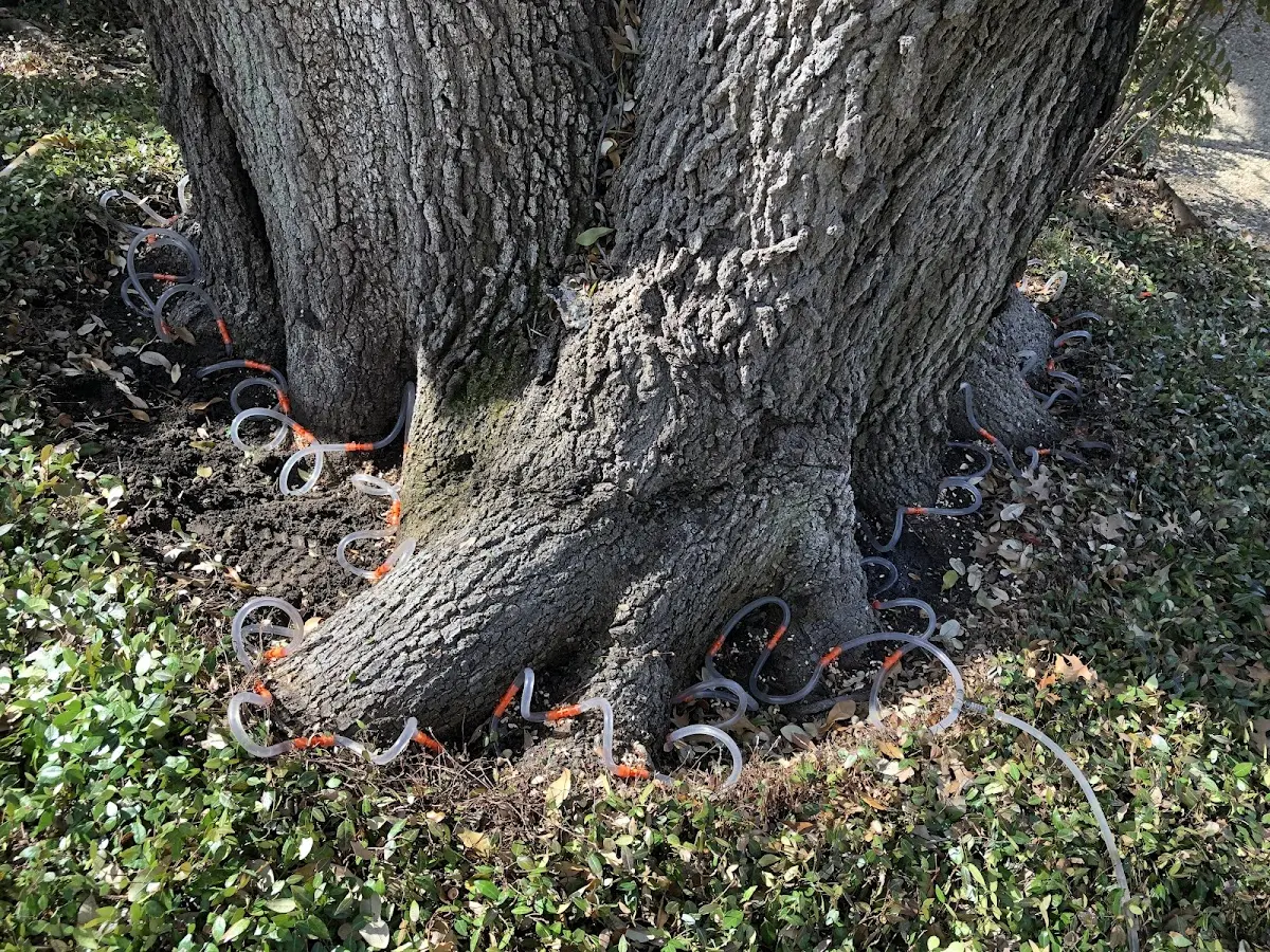 Detailed Tree Cabling and Bracing job site in Ridgefield Park