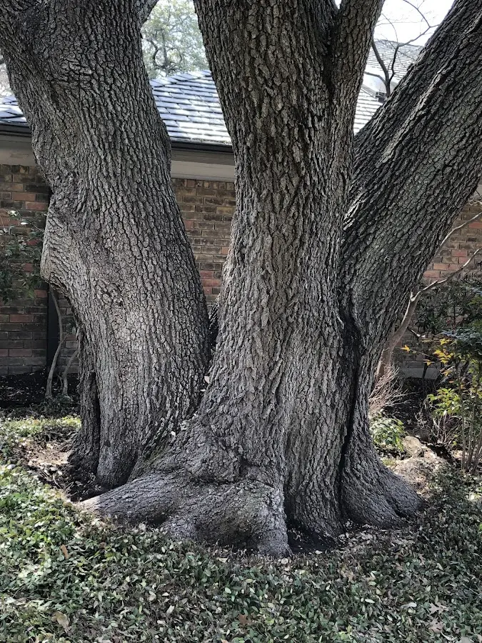 Mature heritage tree close to a Ridgefield Park property cared for by certified arborists